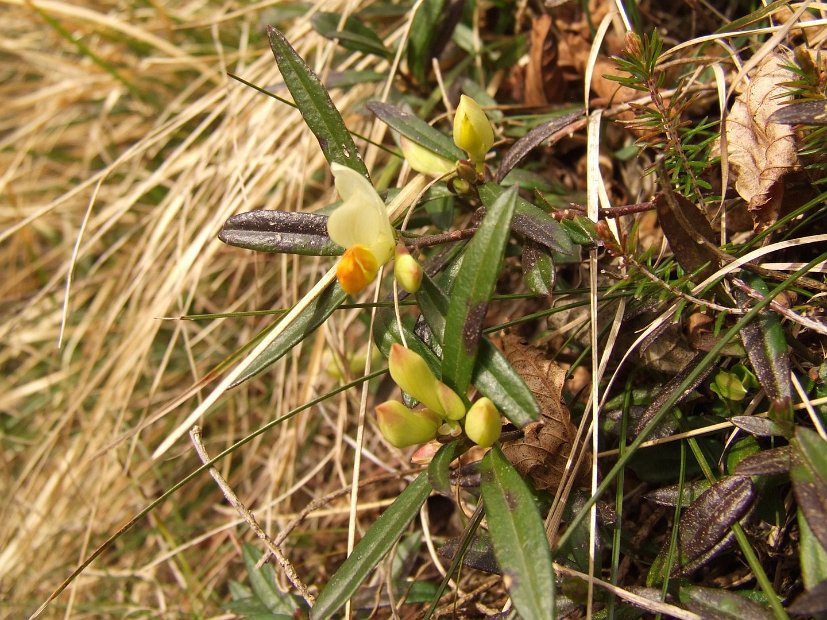 054 Polygala Camæbuxus